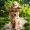 Cute Dog Shape Bird Feeder, Garden Decor Resin Figurine, Garden Bird Feeder, Bath Statue For Outdoor Lawn Garden Patio Deck Backyard Décor