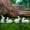 4pcs/set, Micro Landscape Bonsai Rabbit Home Resin Animal Landscape Decoration Small White Rabbit Gifts, Parent-child Jewelry, Easter Rabbit Statue Decoration Handicrafts