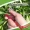 1pc Multifunctional Thumb Picking Vegetable Knife, Gardening Small Broken Head Table Knife, Picking Tea Leaf Extraction Leaf Thumb Knife For Farm, Garden Small Thumb Knife